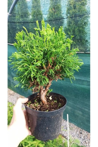 Кипарисовик тупий Брідгітте в контейнері.